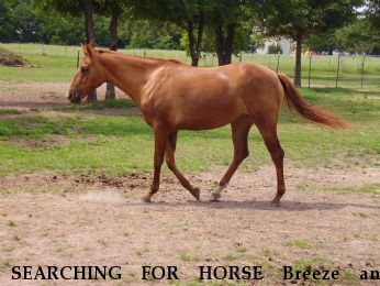 SEARCHING FOR HORSE Breeze and Norman, $1000 REWARD each Near Kaufman, TX, 75142
